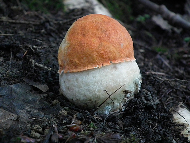 kozák osikový Leccinum albostipitatum den Bakker & Noordel.