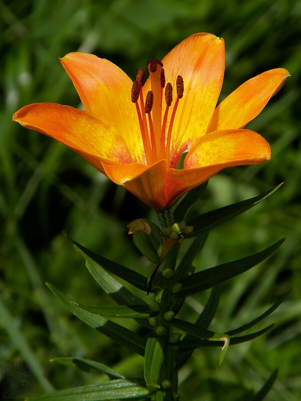 ľalia cibuľkonosná Lilium bulbiferum L.