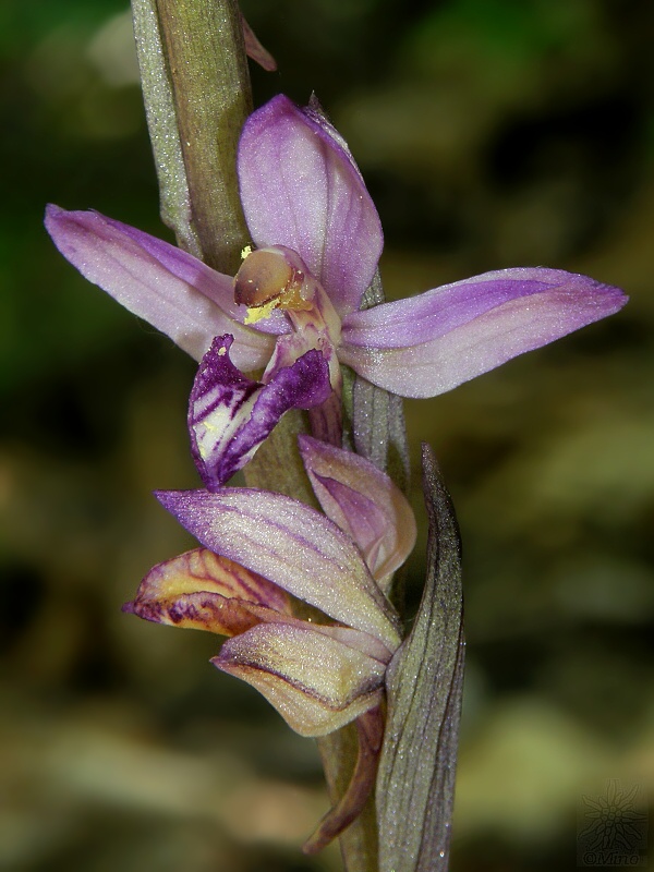 modruška pošvatá Limodorum abortivum (L.) Sw.