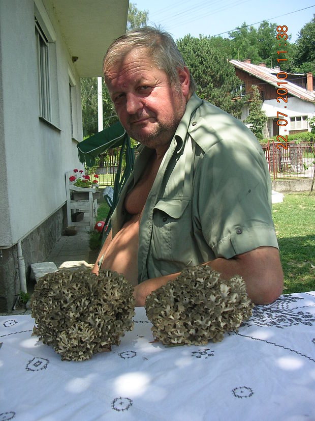 trúdnik klobúčkatý Polyporus umbellatus (Pers.) Fr.