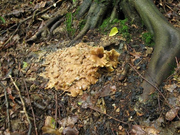 trúdnik klobúčkatý Polyporus umbellatus (Pers.) Fr.