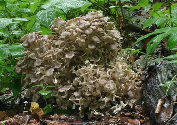 trúdnik klobúčkatý Polyporus umbellatus (Pers.) Fr.