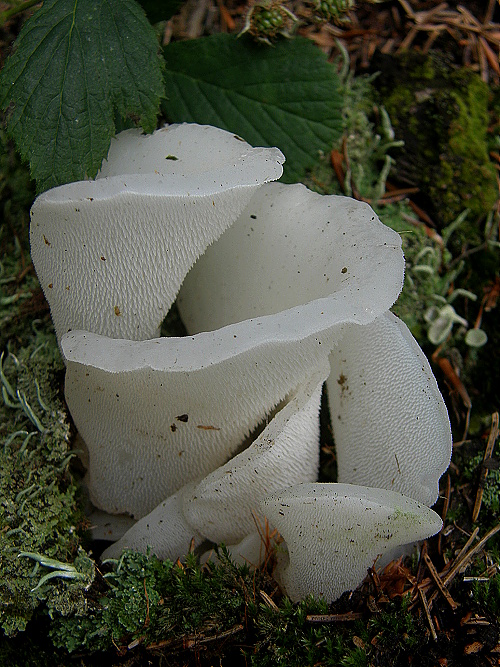 pajelenka želatínová Pseudohydnum gelatinosum (Scop.) P. Karst.