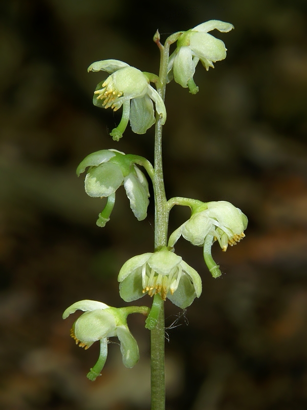 hruštička zelená Pyrola chlorantha Sw.