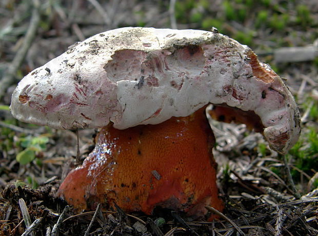 hríb úhľadný horský Rubroboletus rubrosanguineus (Cheype) Kuan Zhao & Zhu L. Yang