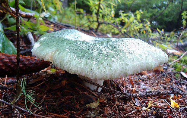 plávka zelenkastá Russula virescens (Schaeff.) Fr.