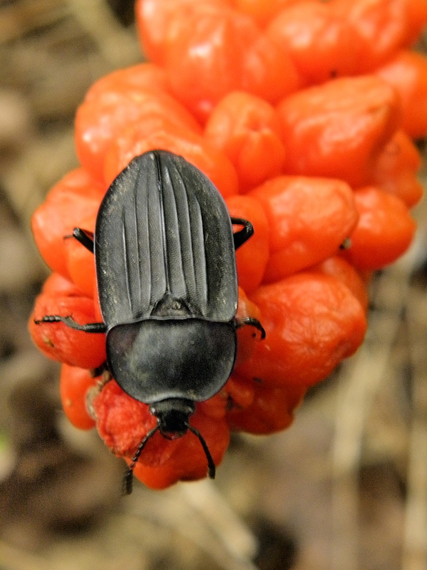 zdochlinár Silpha carinata