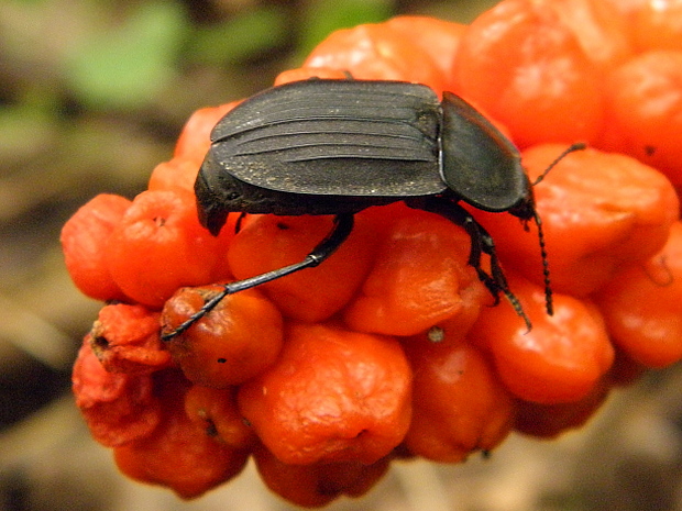 zdochlinár Silpha carinata