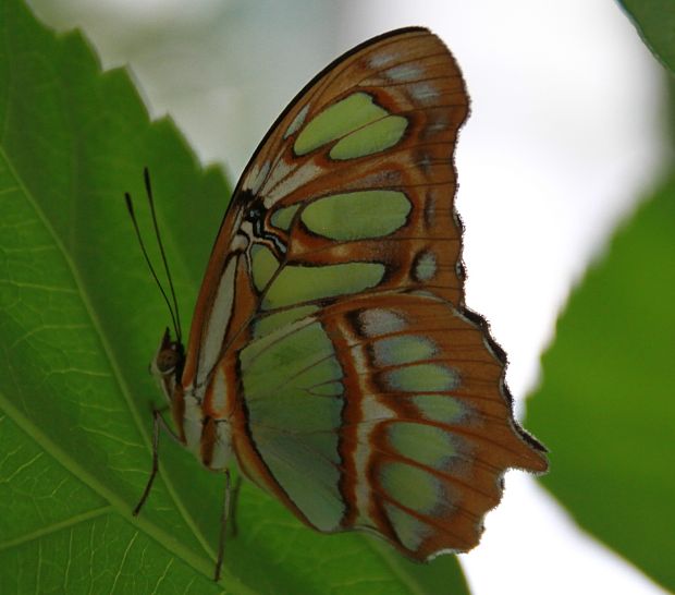 Siproeta stelenes