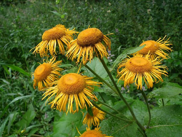 telekia ozdobná Telekia speciosa (Schreb.) Baumg.