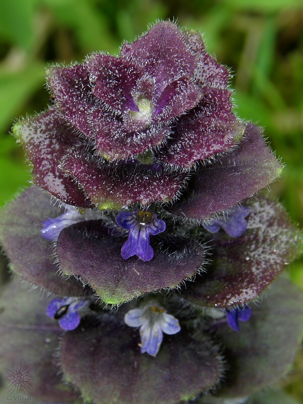 zbehovec ihlanovitý Ajuga pyramidalis L.