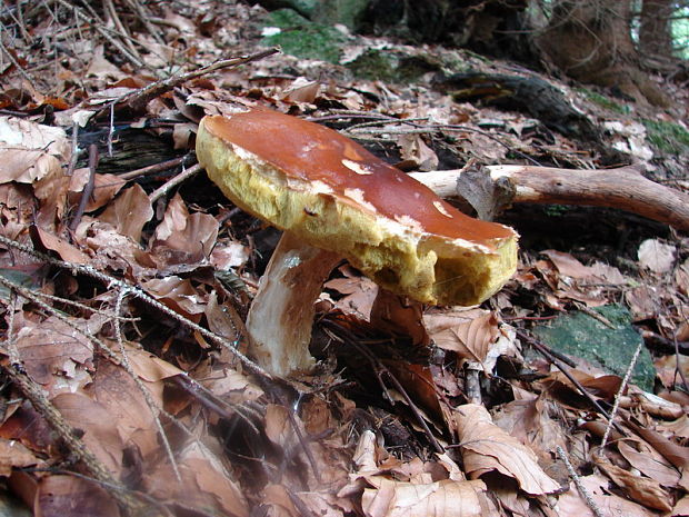 hríb smrekový Boletus edulis Bull.