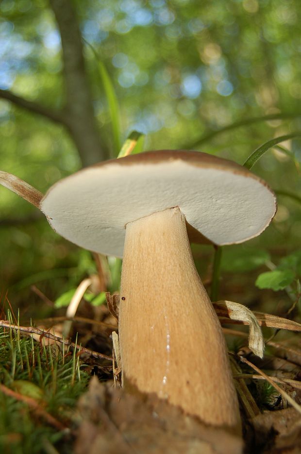 hríb dubový Boletus reticulatus Schaeff.