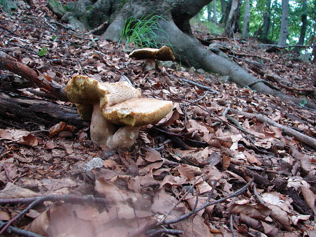 hríb dubový Boletus reticulatus Schaeff.