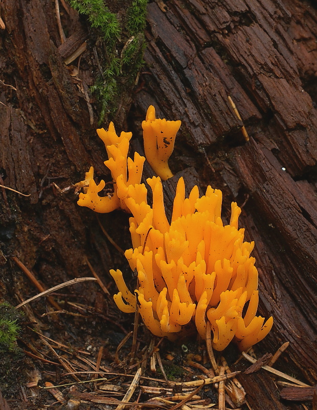 parôžkovec lepkavý Calocera viscosa (Pers.) Fr.