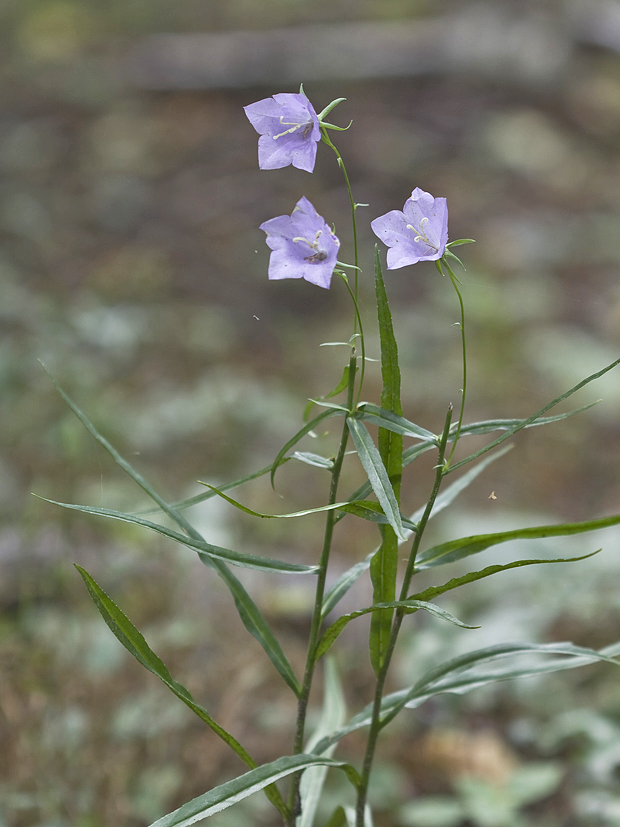 zvonček broskyňolistý Campanula persicifolia L.