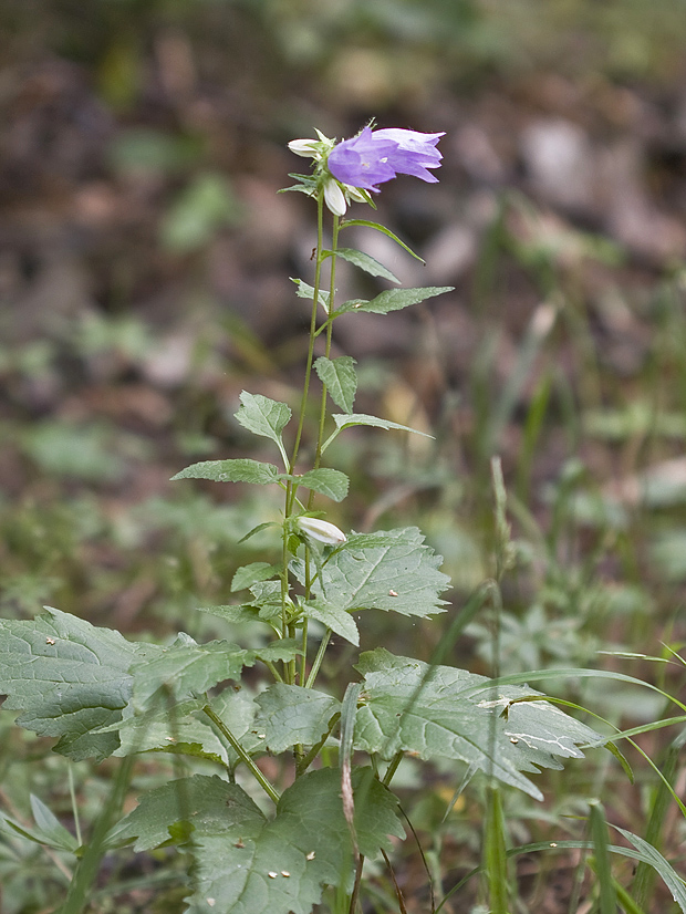 zvonček pŕhľavolistý Campanula trachelium L.