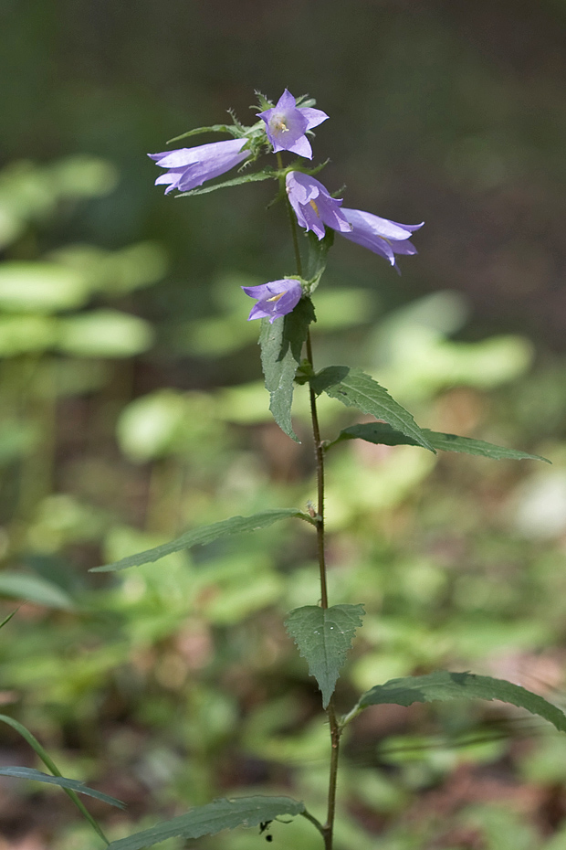 zvonček pŕhľavolistý Campanula trachelium L.