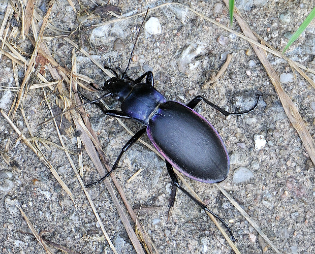 bystruška fialová Carabus violaceus