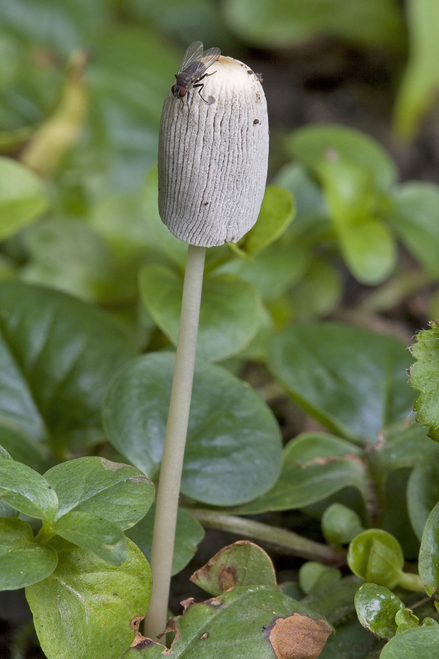 hnojník Coprinus sp.