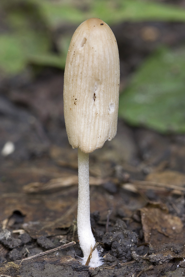 hnojník Coprinus sp.