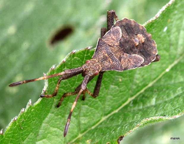 obrúbnice štiavová        vroubenka smrdutá Coreus marginatus