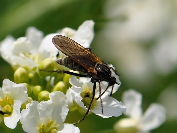 krúživka obyčajná Empis tessellata (Fabricius, 1794)