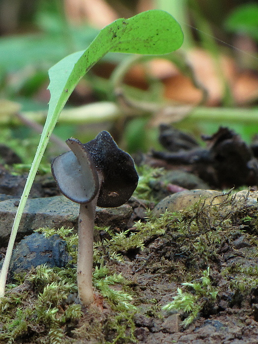 chriapač Helvella sp.