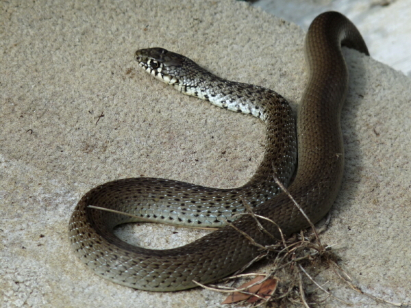 užovka Hieropis gemonensis