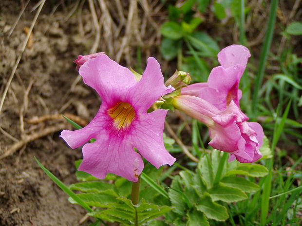 incarvillea Incarvillea