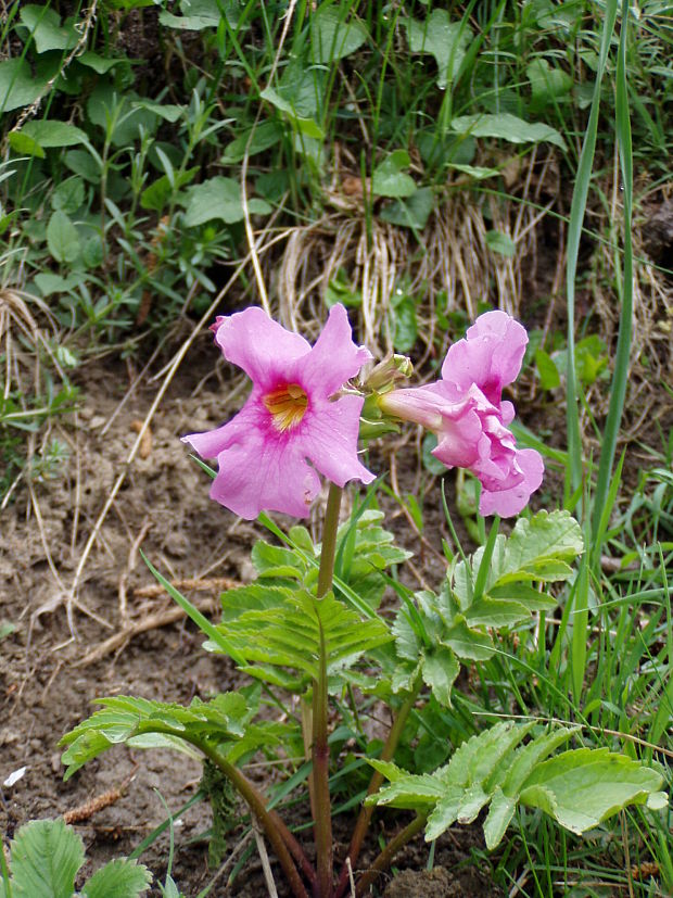 incarvillea Incarvillea