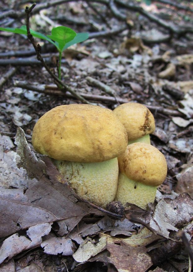 kozák žltopórový Leccinellum crocipodium (Letell.) Della Maggiora & Trassinelli