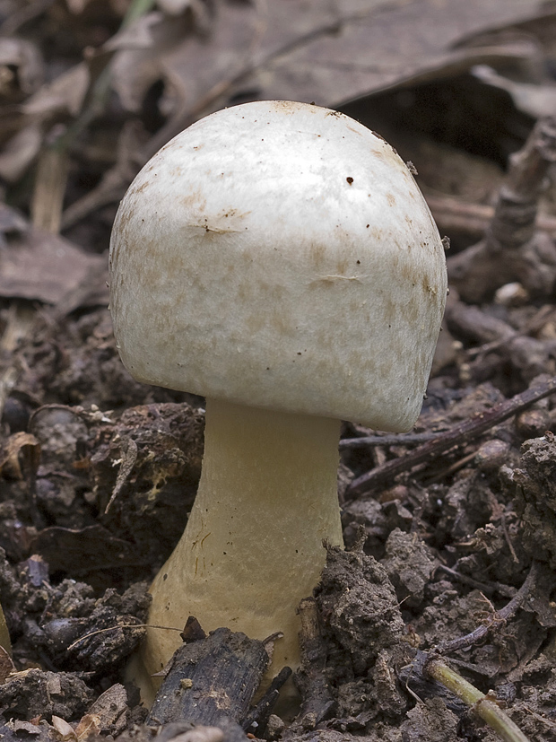 bedlica ružovolupeňová? Leucoagaricus leucothites?