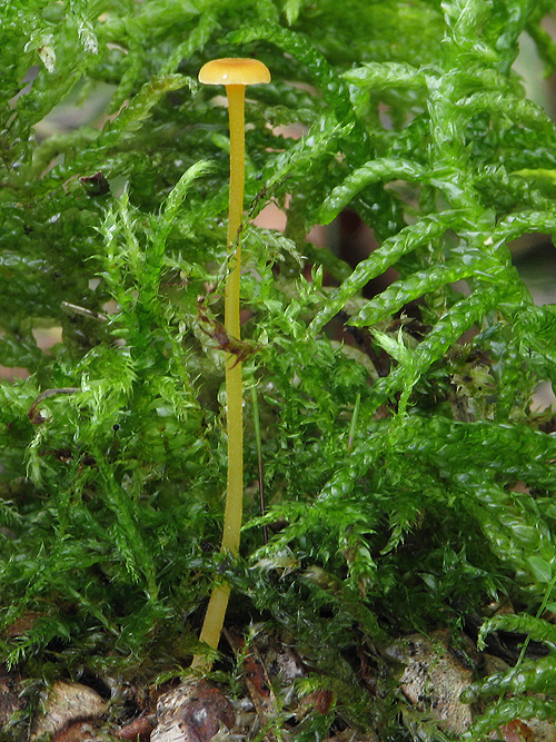 prilbička Mycena sp.