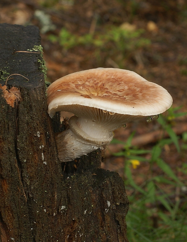 húževnatec šupinatý Neolentinus lepideus (Fr.) Redhead & Ginns