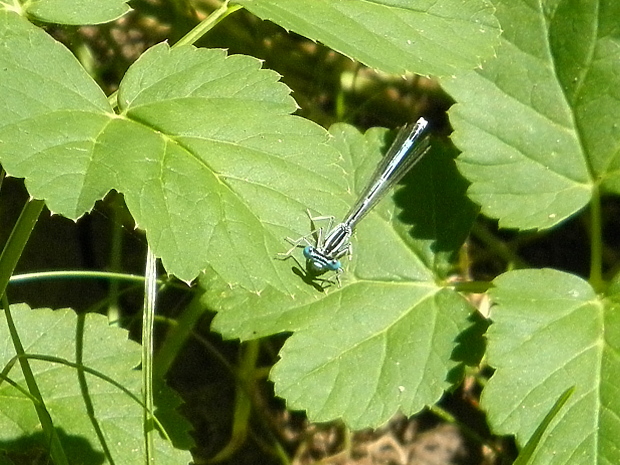 šidielko ploskonohé Platycnemis pennipes