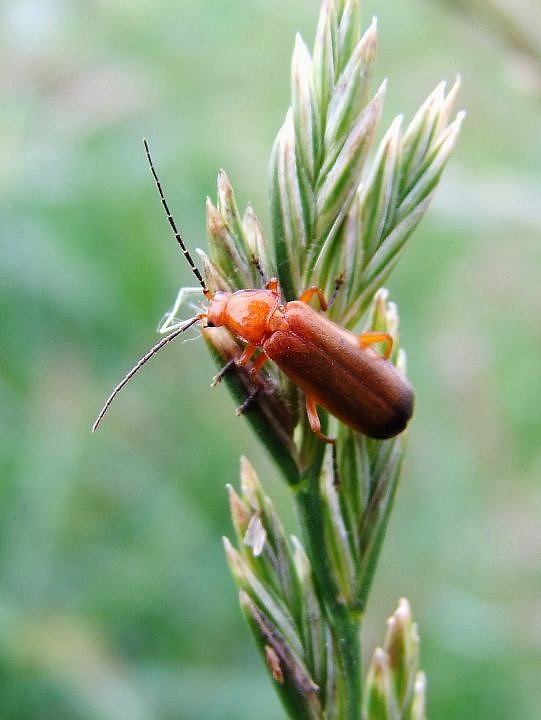 snehulčík žltý  Rhagonycha fulva