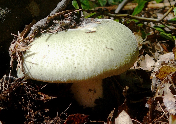 plávka zelenkastá Russula virescens (Schaeff.) Fr.