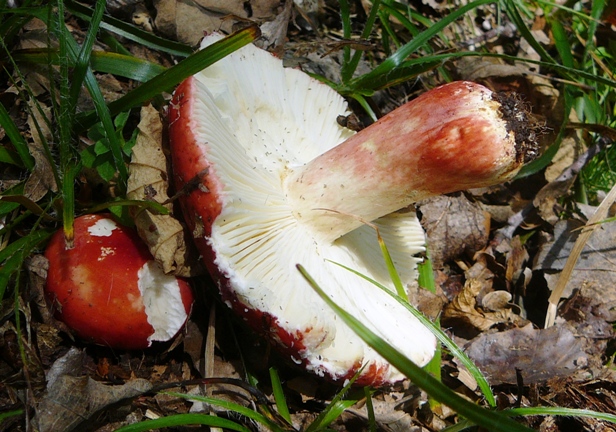 plávka vínovočervená? Russula xerampelina?