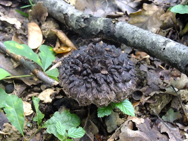 šiškovec šupinatý Strobilomyces strobilaceus (Scop.) Berk.