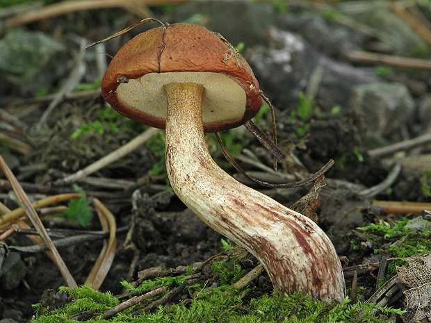 masliak zrnitý Suillus granulatus (L.) Roussel