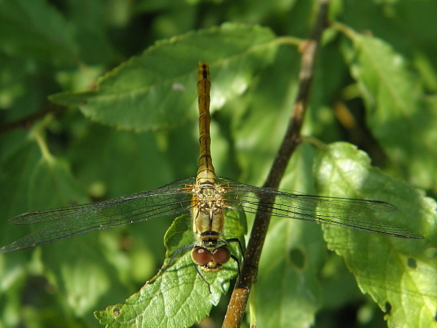 vážka červená Sympetrum sanguineum