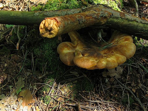 čechračka tmavohlúbiková Tapinella atrotomentosa (Batsch) Šutara