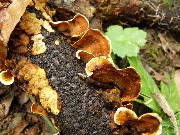 trúdnikovec Trametes sp.