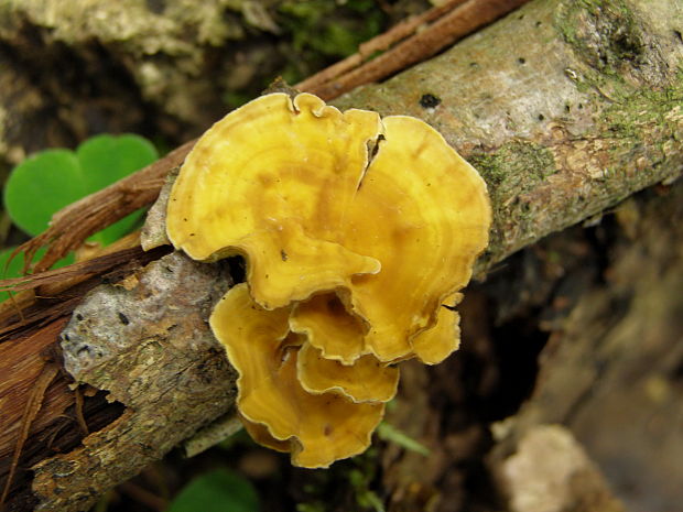 trúdnikovec Trametes sp