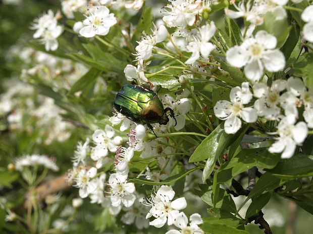 zlatoň cetonia aurata