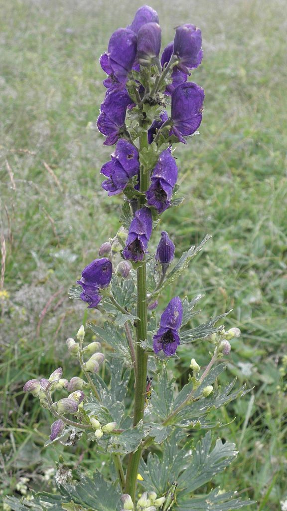 prilbica tuhá Aconitum firmum Rchb.