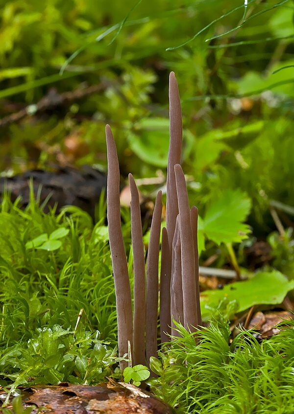 pakyjačik purpurový Alloclavaria purpurea  (O.F. Müll.) Dentinger & D.J. McLaughlin