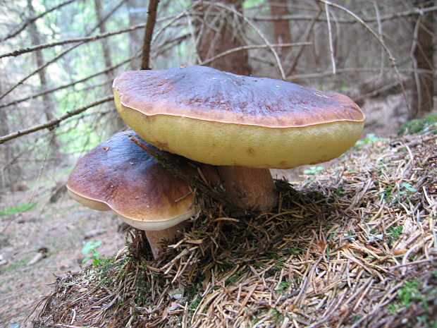 hríb smrekový Boletus edulis Bull.