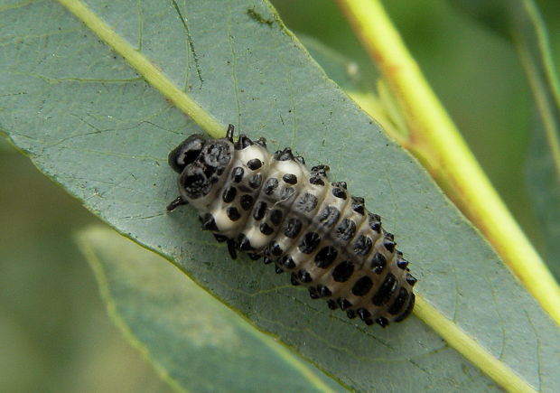 larva čelaď liskavkovité -  Chrysomela populi.